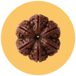 Rudraksha